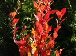 Heidelbeere 'Earlyblue ® Frühreifend' 14 Heidelbeere 'Earlyblue ® Frühreifend' -Günstiges Erd Seele Geschäft heidelbeere earlyblue fruehreifend m009945 w 9