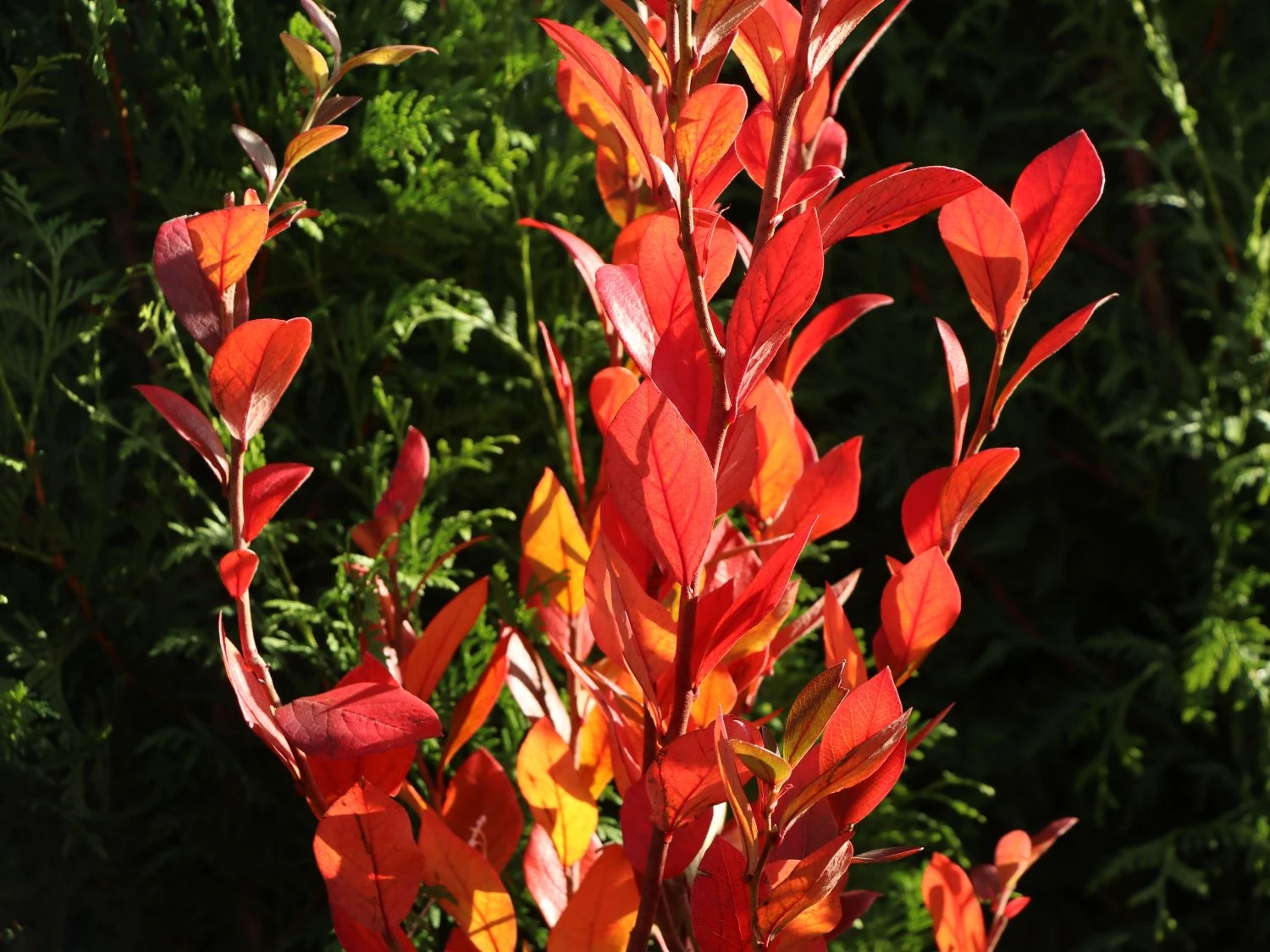 Heidelbeere 'Earlyblue ® Frühreifend' 4 Heidelbeere 'Earlyblue ® Frühreifend' – Bild 2