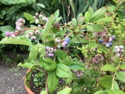 Heidelbeere 'Elisabeth' 23 Heidelbeere 'Elisabeth' -Günstiges Erd Seele Geschäft heidelbeere elisabeth m053263 1157834 0