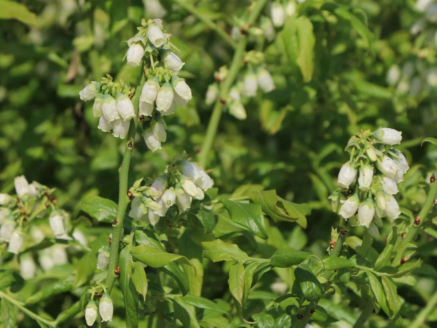 Heidelbeere 'Elisabeth' 7 Heidelbeere 'Elisabeth' – Bild 5