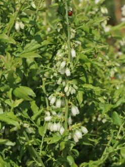 Heidelbeere 'Elisabeth' 16 Heidelbeere 'Elisabeth' -Günstiges Erd Seele Geschäft heidelbeere elisabeth m053263 w 1