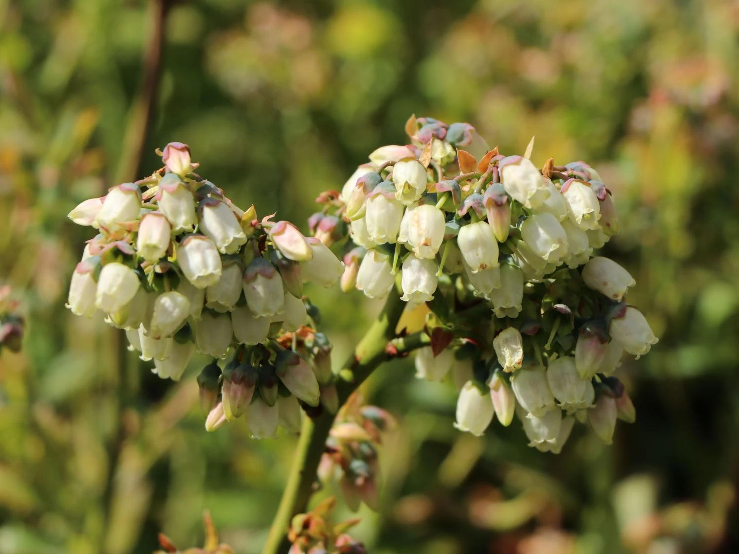 Heidelbeere 'Elisabeth' 10 Heidelbeere 'Elisabeth' – Bild 8