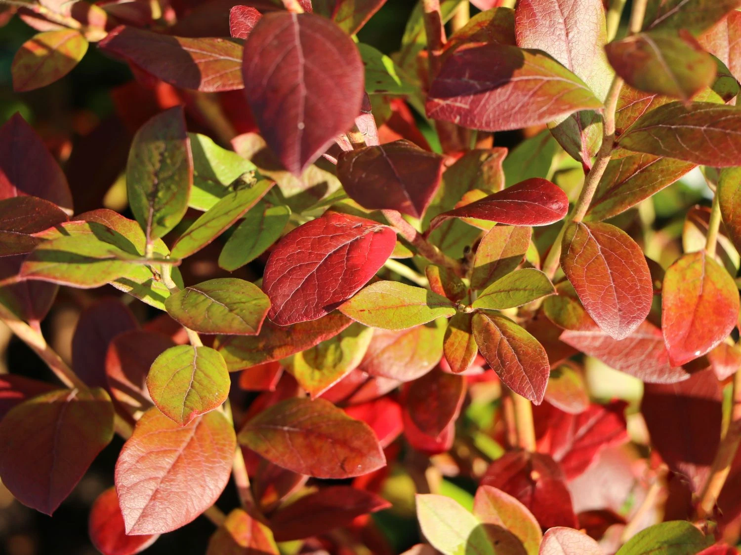 Heidelbeere 'Elisabeth' 9 Heidelbeere 'Elisabeth' – Bild 7