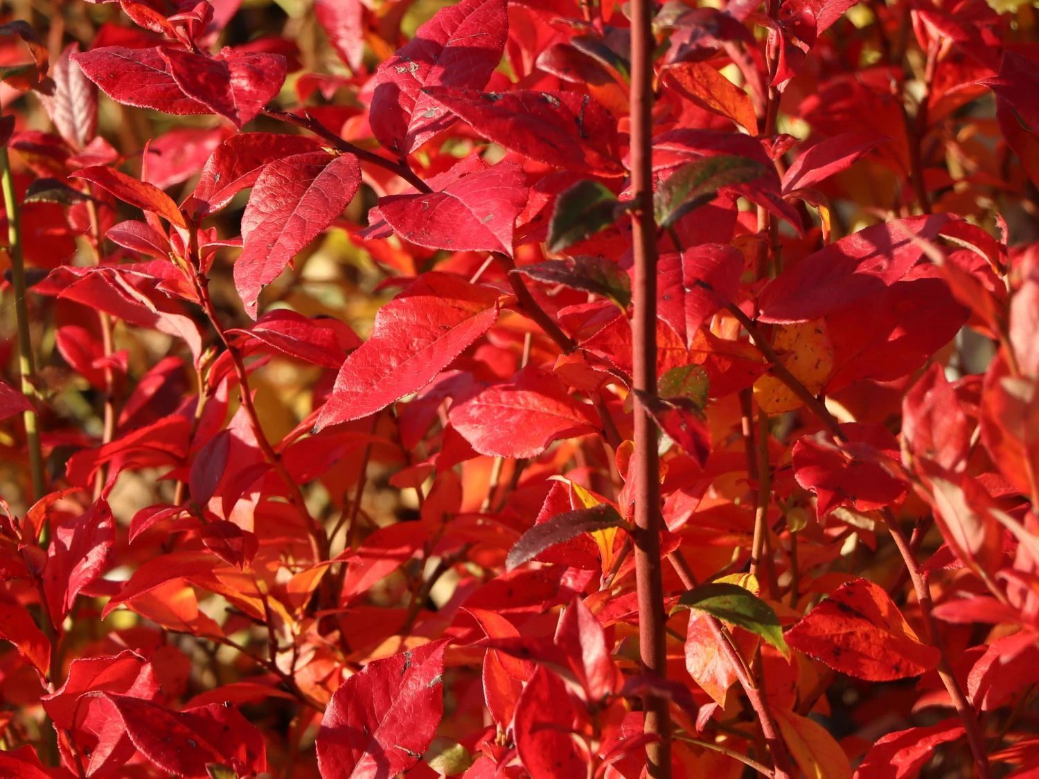 Heidelbeere 'Elisabeth' 11 Heidelbeere 'Elisabeth' – Bild 9