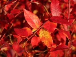 Heidelbeere 'Elisabeth' 15 Heidelbeere 'Elisabeth' -Günstiges Erd Seele Geschäft heidelbeere elisabeth m053263 w 5