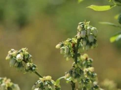 Heidelbeere 'Elisabeth' 22 Heidelbeere 'Elisabeth' -Günstiges Erd Seele Geschäft heidelbeere elisabeth m053263 w 6