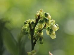 Heidelbeere 'Elisabeth' 14 Heidelbeere 'Elisabeth' -Günstiges Erd Seele Geschäft heidelbeere elisabeth m053263 w 7