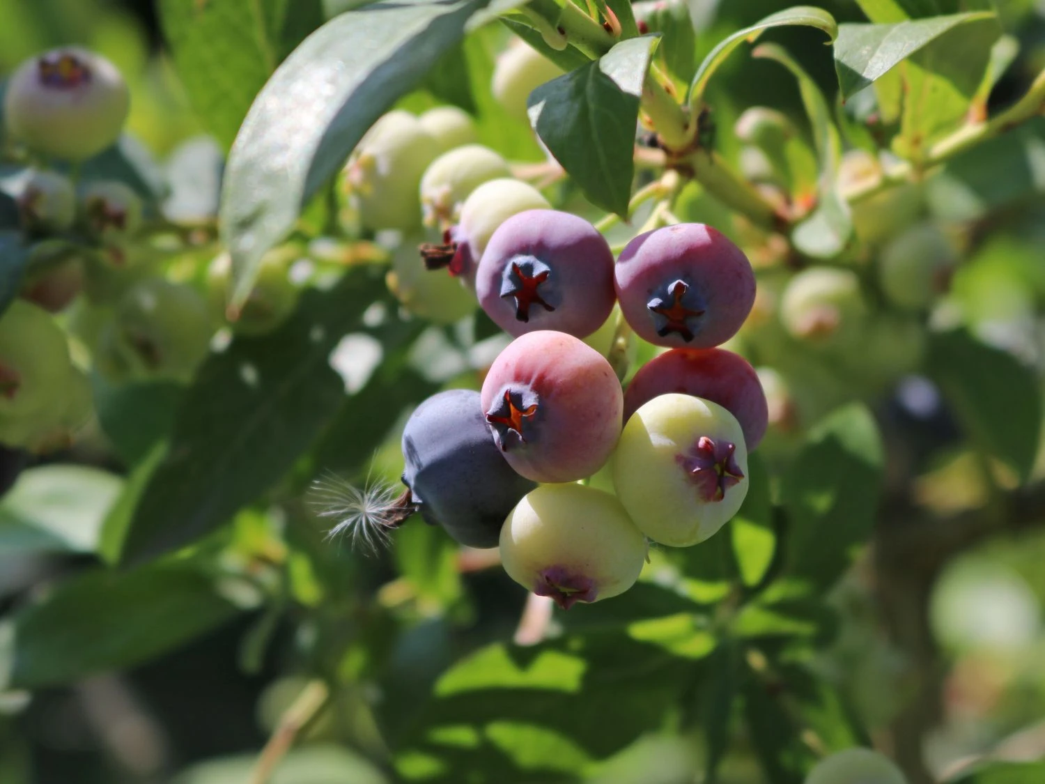 Heidelbeere 'Elisabeth' 8 Heidelbeere 'Elisabeth' – Bild 6