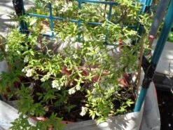 Heidelbeere 'Hortblue Petite' ® 23 Heidelbeere 'Hortblue Petite' ® -Günstiges Erd Seele Geschäft heidelbeere hortblue petite m071649 1137586 0