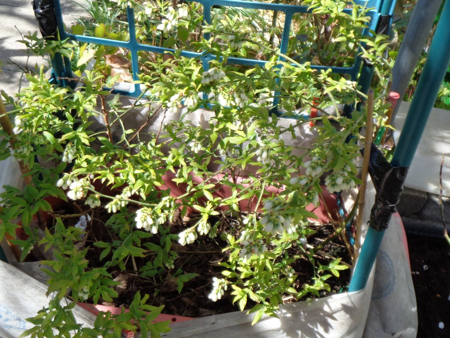 Heidelbeere 'Hortblue Petite' ® 13 Heidelbeere 'Hortblue Petite' ® – Bild 11