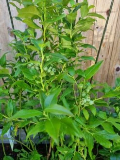 Heidelbeere 'Hortblue Petite' ® 22 Heidelbeere 'Hortblue Petite' ® -Günstiges Erd Seele Geschäft heidelbeere hortblue petite m071649 1141583 0