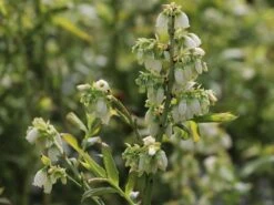 Heidelbeere 'Hortblue Petite' ® 20 Heidelbeere 'Hortblue Petite' ® -Günstiges Erd Seele Geschäft heidelbeere hortblue petite m071649 w 0