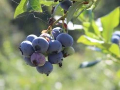 Heidelbeere 'Hortblue Petite' ® 19 Heidelbeere 'Hortblue Petite' ® -Günstiges Erd Seele Geschäft heidelbeere hortblue petite m071649 w 1