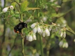 Heidelbeere 'Hortblue Petite' ® 15 Heidelbeere 'Hortblue Petite' ® -Günstiges Erd Seele Geschäft heidelbeere hortblue petite m071649 w 2