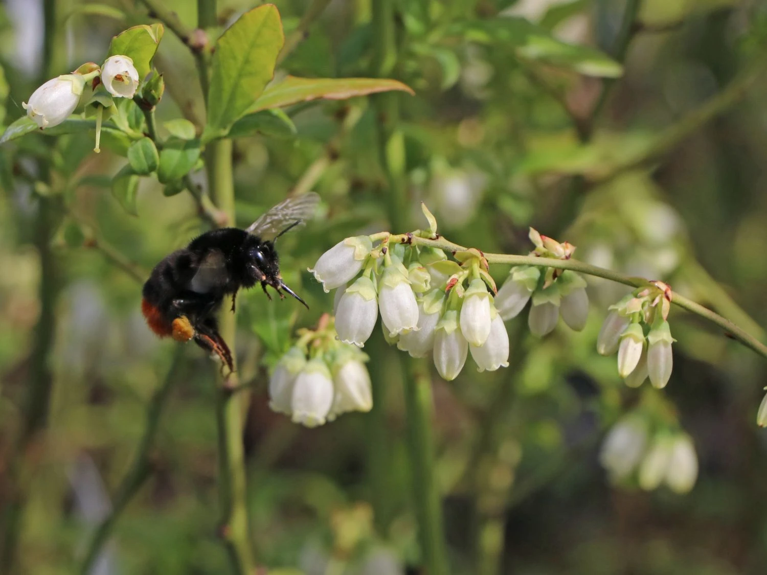 Heidelbeere 'Hortblue Petite' ® 5 Heidelbeere 'Hortblue Petite' ® – Bild 3