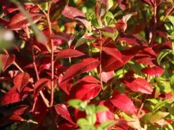 Heidelbeere 'Hortblue Petite' ® 18 Heidelbeere 'Hortblue Petite' ® -Günstiges Erd Seele Geschäft heidelbeere hortblue petite m071649 w 3