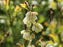 Heidelbeere 'Hortblue Petite' ® 16 Heidelbeere 'Hortblue Petite' ® -Günstiges Erd Seele Geschäft heidelbeere hortblue petite m071649 w 4