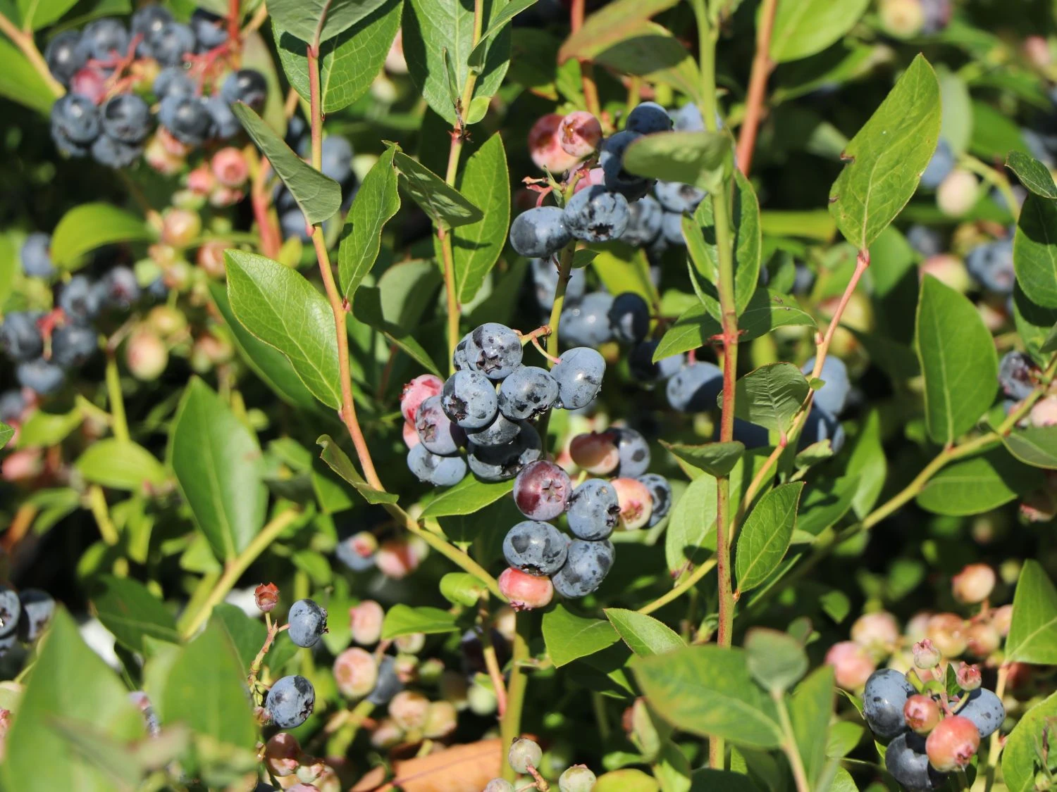 Heidelbeere 'Hortblue Petite' ® 4 Heidelbeere 'Hortblue Petite' ® – Bild 2