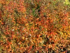 Heidelbeere 'Hortblue Petite' ® 17 Heidelbeere 'Hortblue Petite' ® -Günstiges Erd Seele Geschäft heidelbeere hortblue petite m071649 w 7