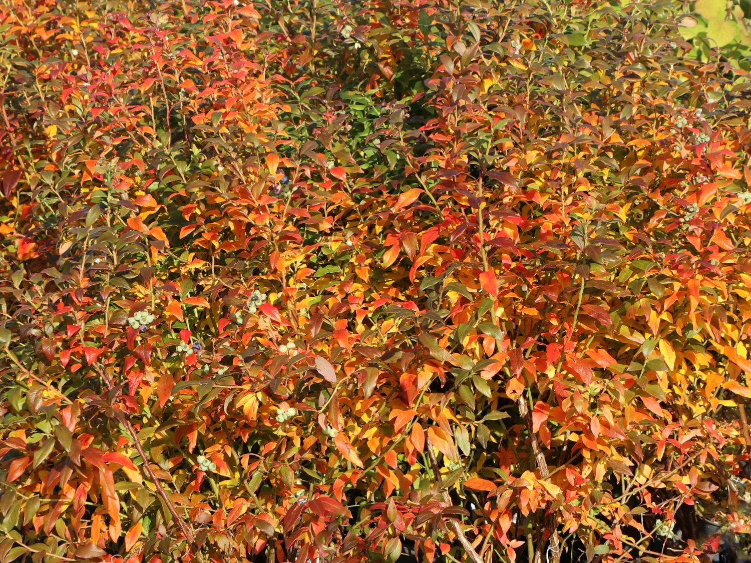 Heidelbeere 'Hortblue Petite' ® 7 Heidelbeere 'Hortblue Petite' ® – Bild 5