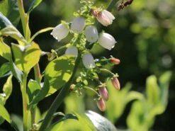 Heidelbeere 'Patriot' -Günstiges Erd Seele Geschäft heidelbeere patriot m002462 w 2