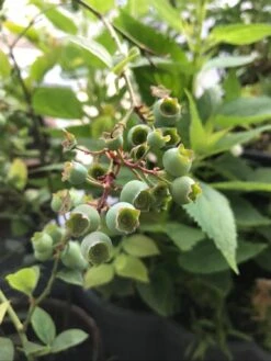 Heidelbeere 'Reka' -Günstiges Erd Seele Geschäft heidelbeere reka m015023 1143165 0