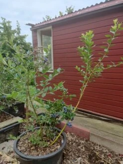 Heidelbeere 'Reka' -Günstiges Erd Seele Geschäft heidelbeere reka m015023 895221 0