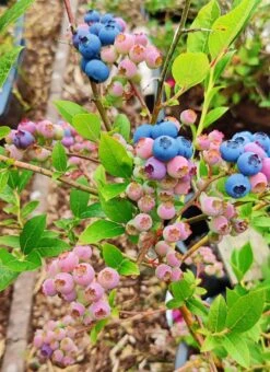 Heidelbeere 'Reka' -Günstiges Erd Seele Geschäft heidelbeere reka m015023 895221 1