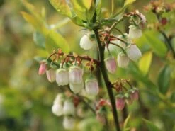 Heidelbeere 'Reka' -Günstiges Erd Seele Geschäft heidelbeere reka m015023 w 3