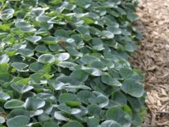 Heimische Haselwurz -Günstiges Erd Seele Geschäft heimische haselwurz m010848 w 0