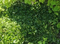 Heimische Haselwurz -Günstiges Erd Seele Geschäft heimische haselwurz m010848 w 1