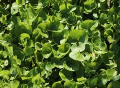 Heimische Haselwurz -Günstiges Erd Seele Geschäft heimische haselwurz m010848 w 2