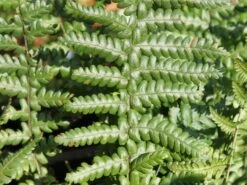 Heimischer Goldschuppenfarn -Günstiges Erd Seele Geschäft heimischer goldschuppenfarn m009161 w 0