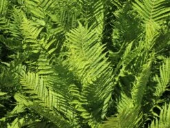 Heimischer Goldschuppenfarn -Günstiges Erd Seele Geschäft heimischer goldschuppenfarn m009161 w 2