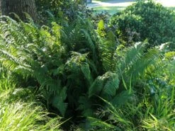 Heimischer Goldschuppenfarn -Günstiges Erd Seele Geschäft heimischer goldschuppenfarn m009161 w 3