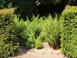 Heimischer Wurmfarn -Günstiges Erd Seele Geschäft heimischer wurmfarn m009194 w 0