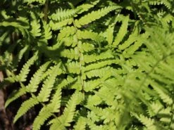 Heimischer Wurmfarn -Günstiges Erd Seele Geschäft heimischer wurmfarn m009194 w 1