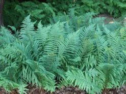 Heimischer Wurmfarn -Günstiges Erd Seele Geschäft heimischer wurmfarn m009194 w 10