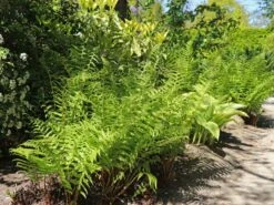 Heimischer Wurmfarn -Günstiges Erd Seele Geschäft heimischer wurmfarn m009194 w 2