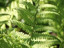 Heimischer Wurmfarn -Günstiges Erd Seele Geschäft heimischer wurmfarn m009194 w 3