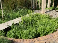 Heimischer Wurmfarn -Günstiges Erd Seele Geschäft heimischer wurmfarn m009194 w 4