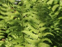 Heimischer Wurmfarn -Günstiges Erd Seele Geschäft heimischer wurmfarn m009194 w 5