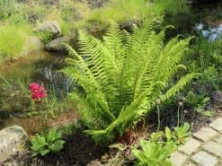 Heimischer Wurmfarn -Günstiges Erd Seele Geschäft heimischer wurmfarn m009194 w 6