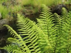 Heimischer Wurmfarn -Günstiges Erd Seele Geschäft heimischer wurmfarn m009194 w 7