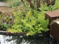 Heimischer Wurmfarn -Günstiges Erd Seele Geschäft heimischer wurmfarn m009194 w 8