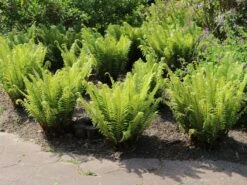 Heimischer Wurmfarn -Günstiges Erd Seele Geschäft heimischer wurmfarn m009194 w 9