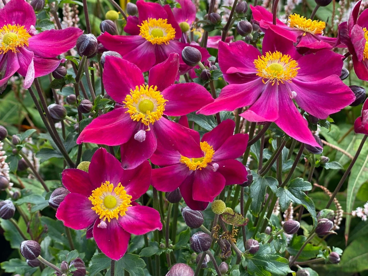 Herbst-Anemone Fantasy-Serie 'Ariel' 3 Herbst-Anemone Fantasy-Serie 'Ariel'