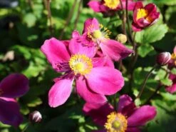 Herbst-Anemone Fantasy-Serie 'Ariel' 7 Herbst-Anemone Fantasy-Serie 'Ariel' -Günstiges Erd Seele Geschäft herbst anemone fantasy serie ariel m117759 w 0
