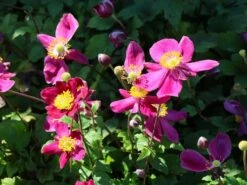 Herbst-Anemone Fantasy-Serie 'Ariel' 8 Herbst-Anemone Fantasy-Serie 'Ariel' -Günstiges Erd Seele Geschäft herbst anemone fantasy serie ariel m117759 w 1