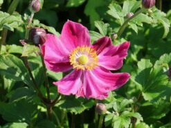 Herbst-Anemone Fantasy-Serie 'Ariel' 9 Herbst-Anemone Fantasy-Serie 'Ariel' -Günstiges Erd Seele Geschäft herbst anemone fantasy serie ariel m117759 w 2